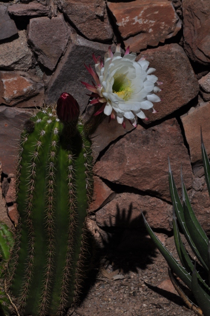 cactus bloom